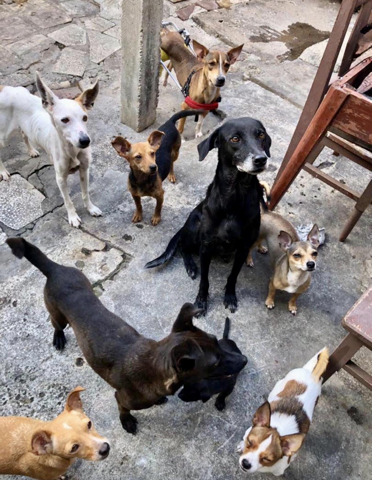 Refuge pour chien à Cuba image QUEBAAC.jpg